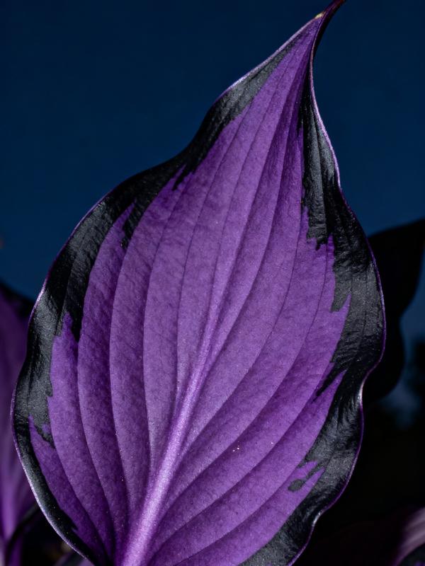 💥Žhavý výprodej 2025 🌌Semena hosty Midnight Purple Heart, trvalka milující stín do zahrady