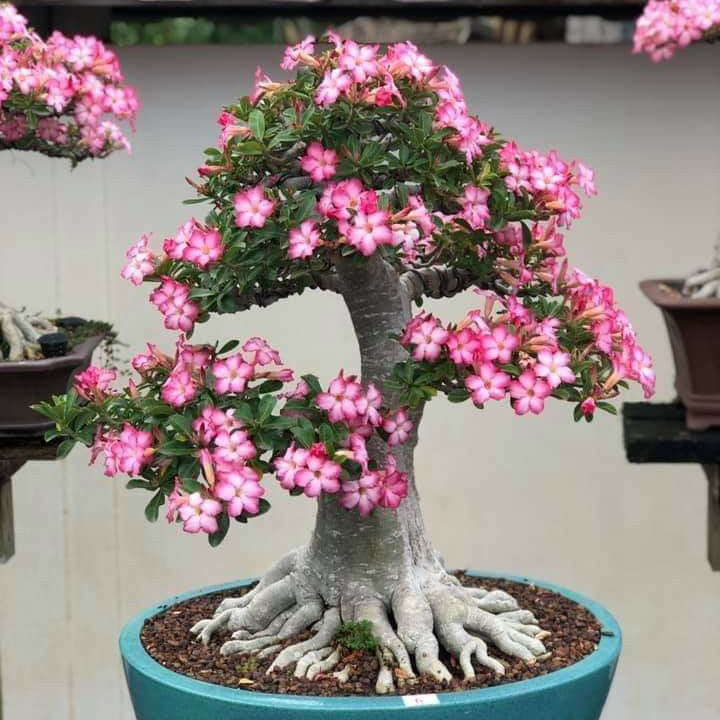 🎁Cibulky pouštní růže🌵Velmi snadná péče! 🌸Cibulky Adenium Obesum