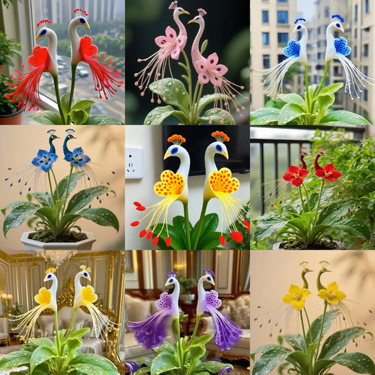 🦚 Páví orchidej
