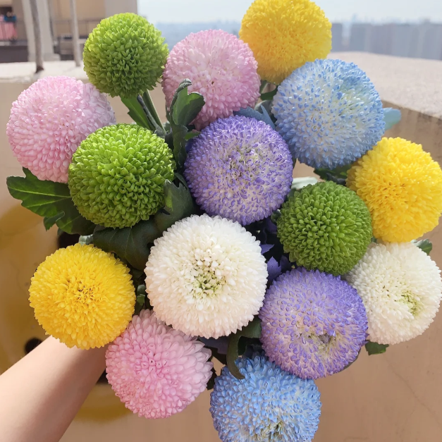 🏵️ Barevná semínka chryzantém – jako živé pingpongové míčky ve vaší zahradě!