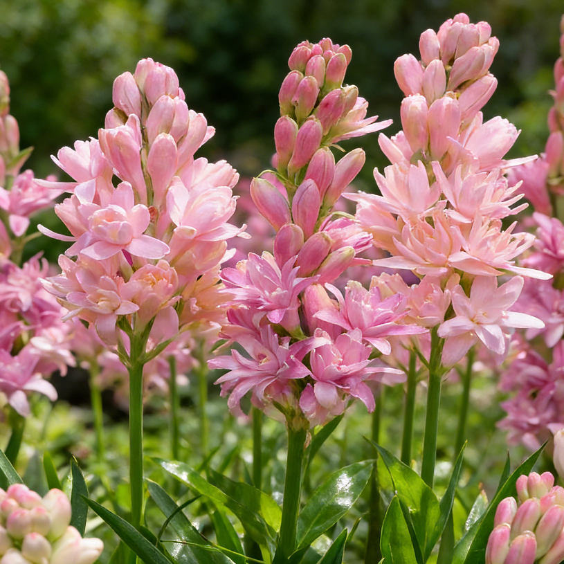 🌺Dvojitě parfémované cibulky tuberózy – Měsíční zahradní květina