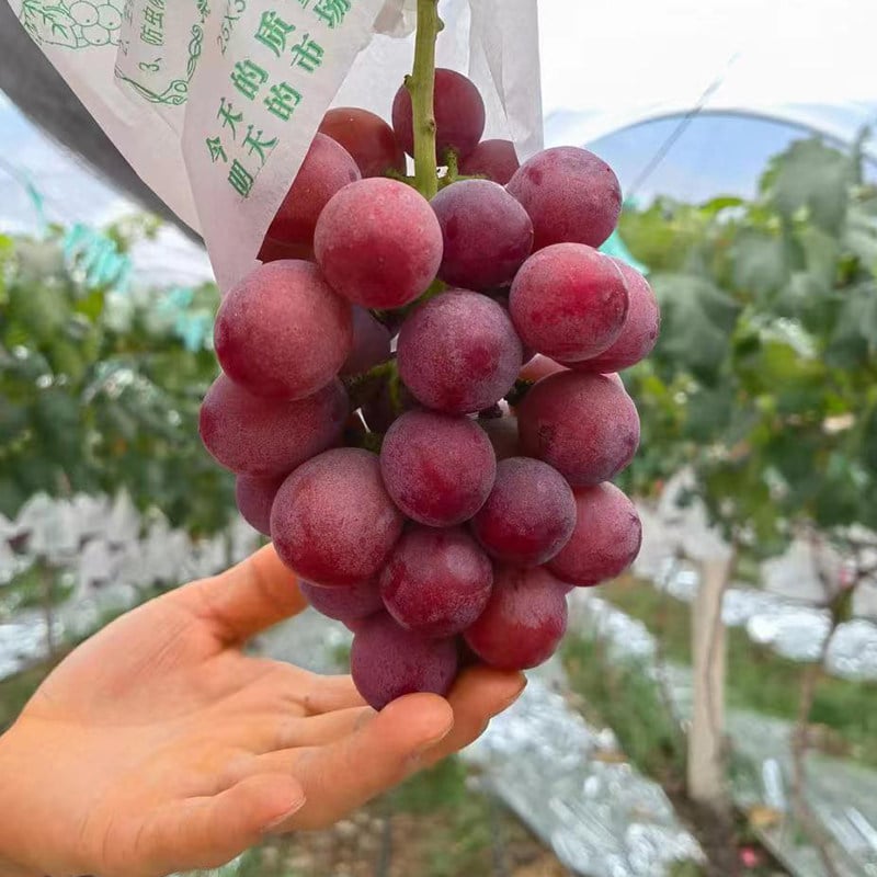 Limitovaná nová odrůda – hroznová semínka Queen Nina pro sladké a šťavnaté zahradní sklizně 🍇