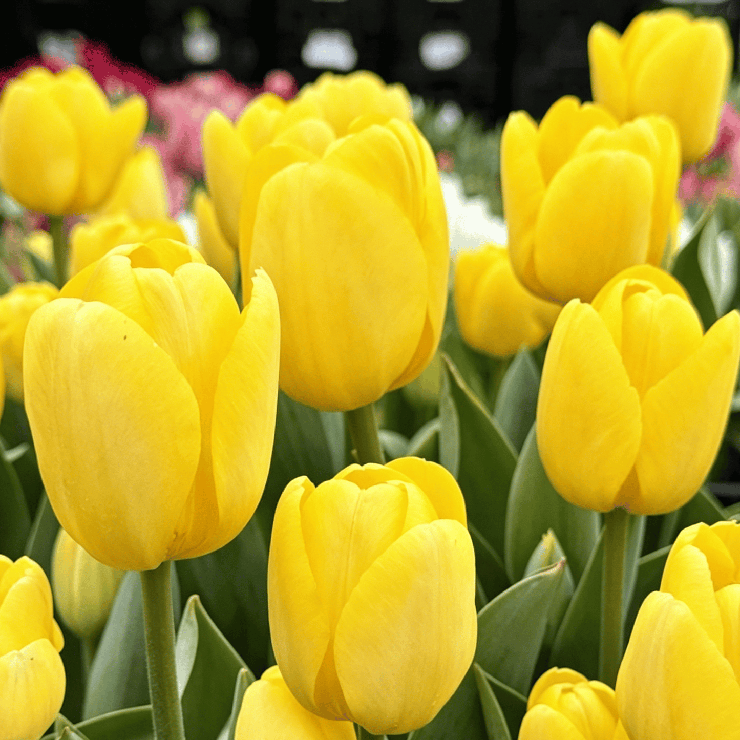 🌷Vzácná semínka tulipánů – Barevné jarní květy do květináčů, záhonů a zahrad