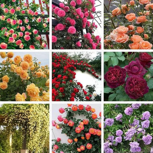 🌈 Pnoucí růže nejvyšší kvality 🌹 Rychle rostoucí, snadno se o ně pečuje a velmi voňavé ✨ Ideální do každé zahrady