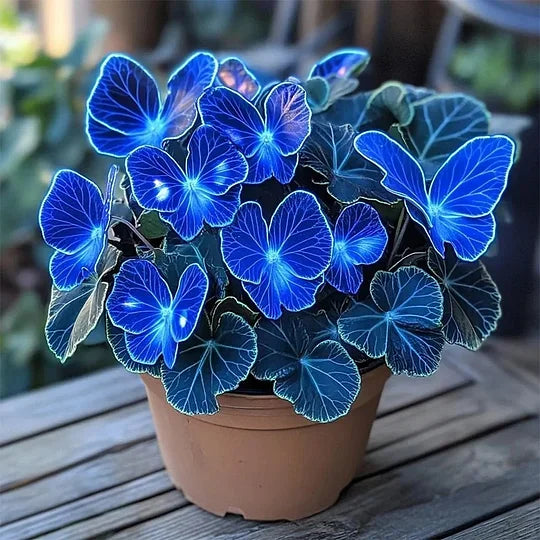 💥 Nové begónie 🦋 Semínka motýlí begónie 🌱 Bonsaje, jaké jste ještě neviděli