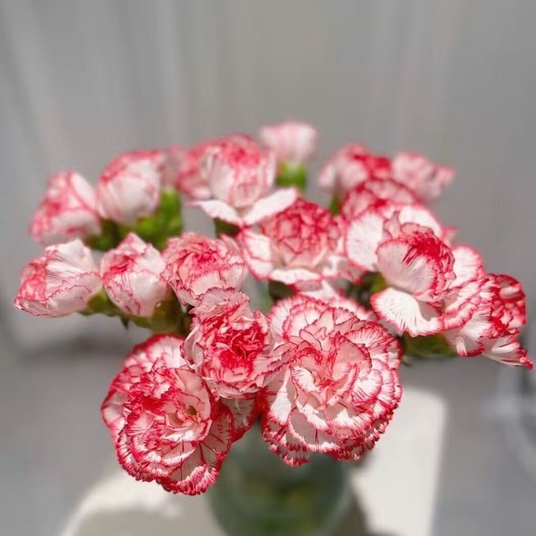 Voňavé zahradní kouzlo – Pěstujte klasické karafiáty, které ohromí každou sezónu🌺