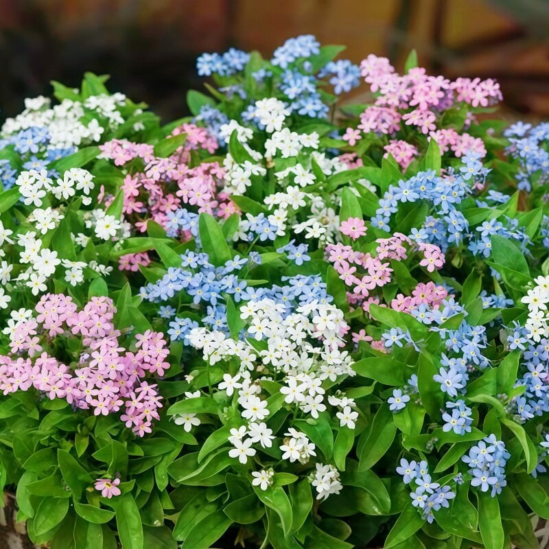 Semínka pomněnek Blue Memory – Kvalitní a testované květy do venkovské zahrady 🌿💙