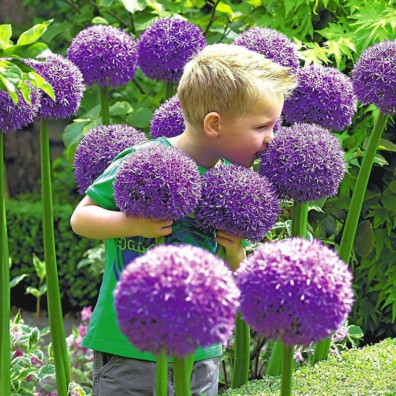 okrasný cibulový květ Allium Giganteum