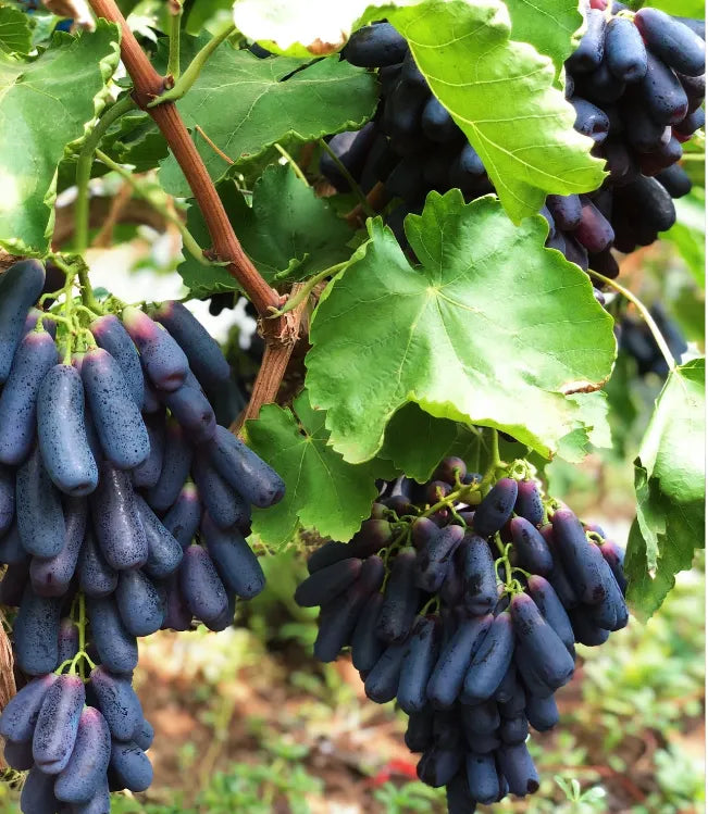 🔥 POSLEDNÍ DEN AKCE SLEVA 30 % 💜 Sladké safírové hrozny (vzácné hrozny) 🍇