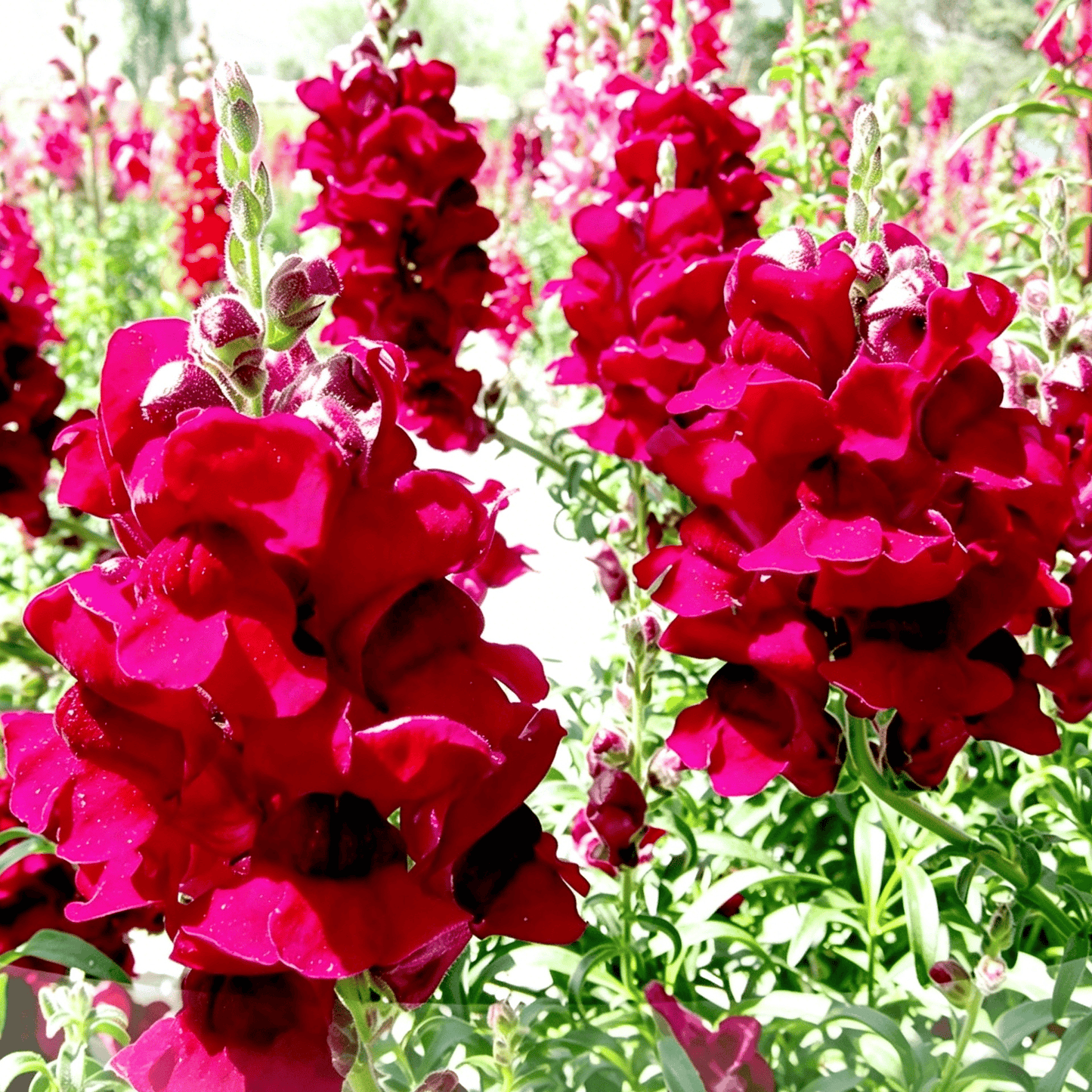 Semínka dračího ocasu Royal Garden – volba zahradníků pro vysoké, barevné květy řezaných květin 🌸