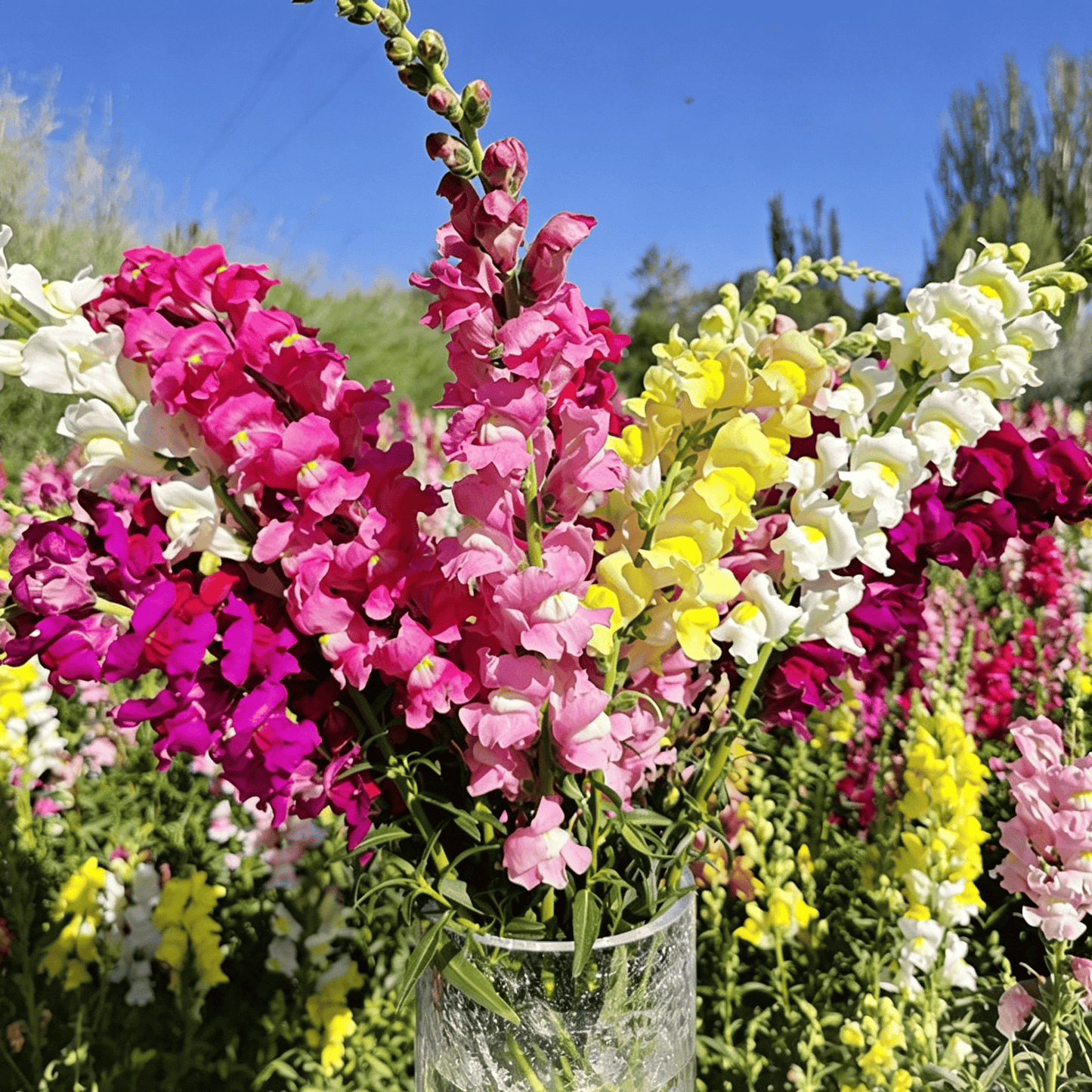 Semínka dračího ocasu Royal Garden – volba zahradníků pro vysoké, barevné květy řezaných květin 🌸