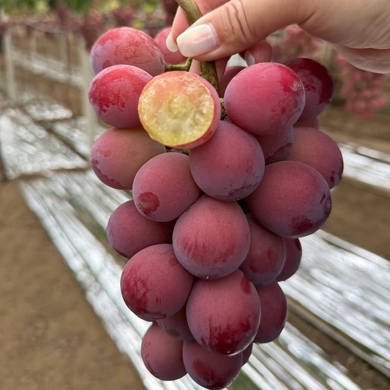 Limitovaná nová odrůda – hroznová semínka Queen Nina pro sladké a šťavnaté zahradní sklizně 🍇