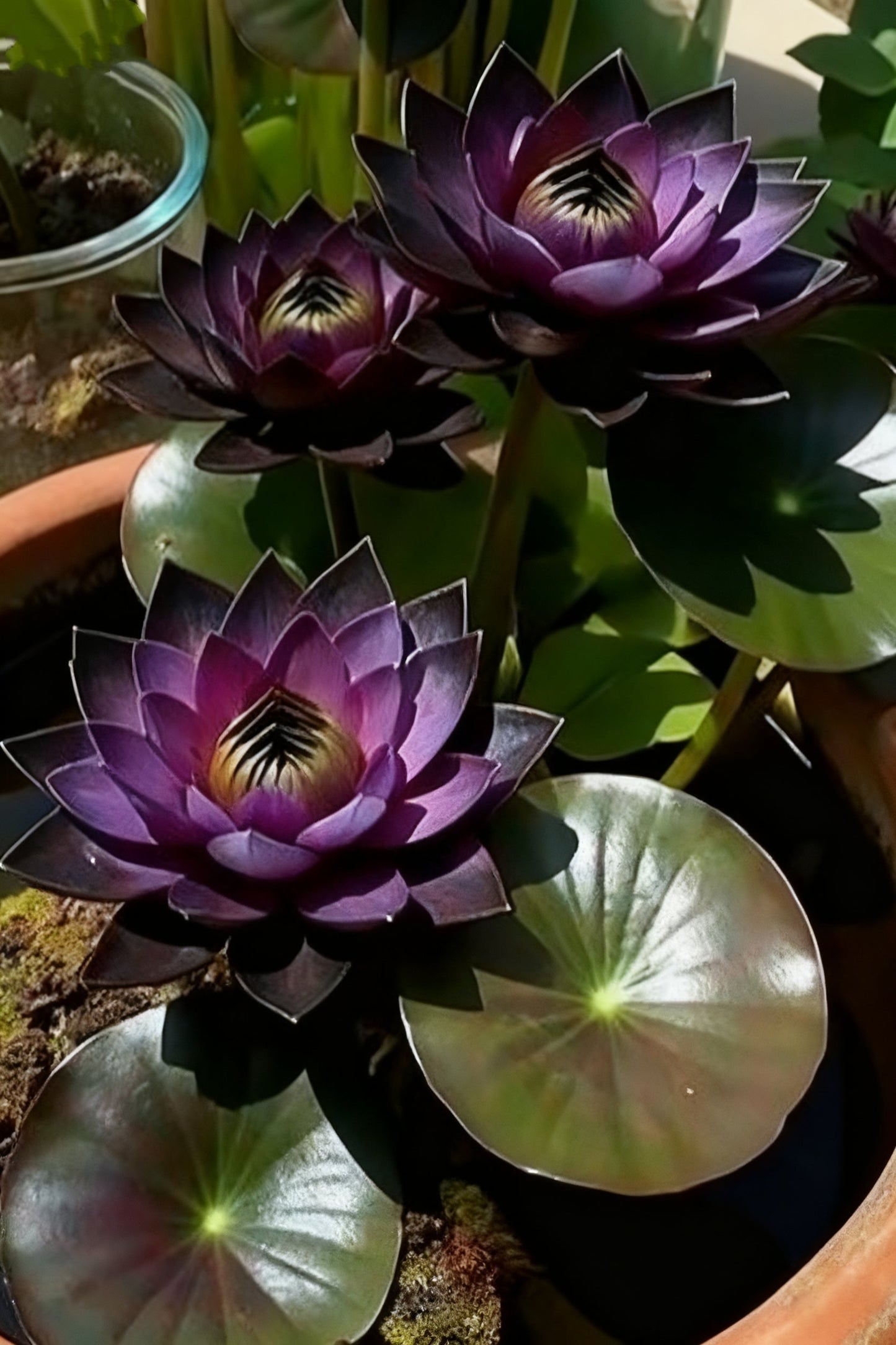 🌌💜 Lotosový stín – vzácná kráska ve vaší zahradě🌸
