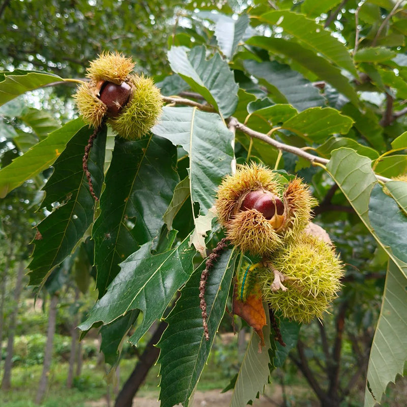 Semena zakrslého jírovce – sladké a aromatické ořechy
