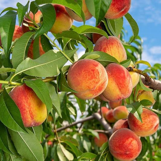 🍑Velmi sladká a šťavnatá broskvová semínka