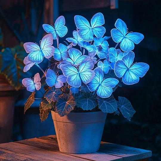 💥 Nové begónie 🦋 Semínka motýlí begónie 🌱 Bonsaje, jaké jste ještě neviděli