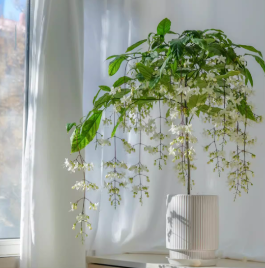 🌸Zimní závěsný jasmín – pokojová rostlina snů🌿❄️