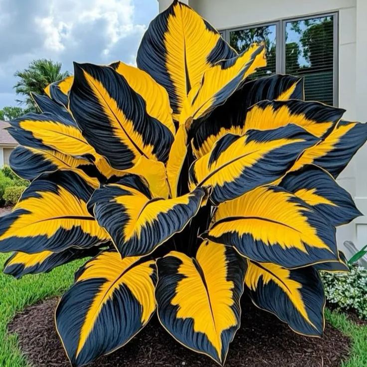 Obří cibule alokázie🍃Proměňte svůj prostor tropickou majestátností