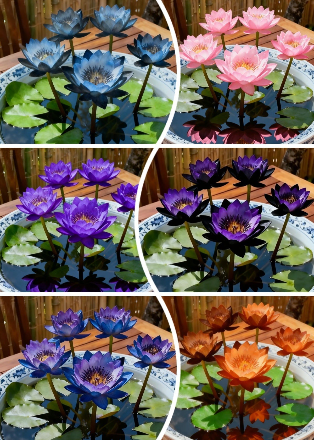🌌💜 Lotosový stín – vzácná kráska ve vaší zahradě🌸
