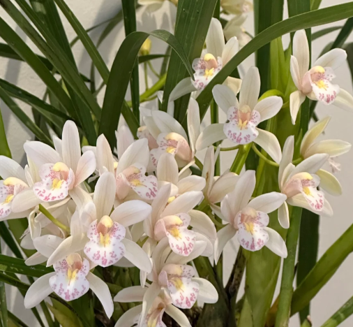 👑 Královna orchidejí – cibulky cymbidia s dlouhou životností