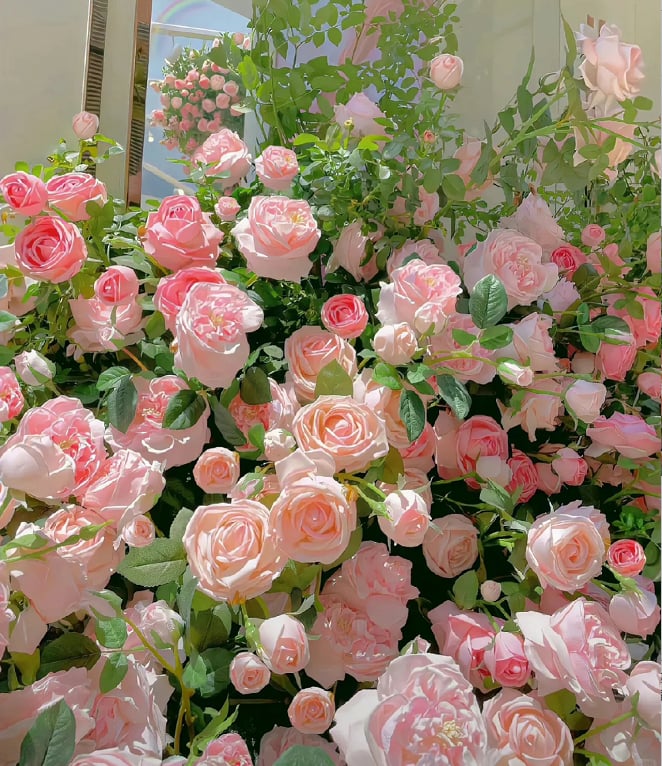 🌈 Pnoucí růže nejvyšší kvality 🌹 Rychle rostoucí, snadno se o ně pečuje a velmi voňavé ✨ Ideální do každé zahrady