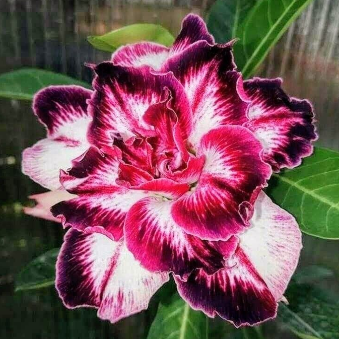 🎁Cibulky pouštní růže🌵Velmi snadná péče! 🌸Cibulky Adenium Obesum