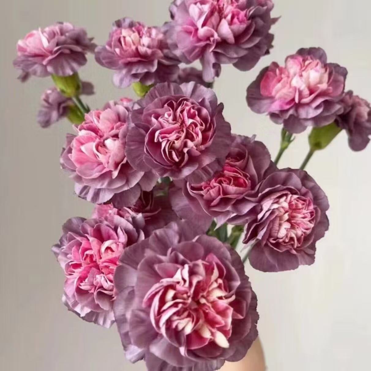 Voňavé zahradní kouzlo – Pěstujte klasické karafiáty, které ohromí každou sezónu🌺