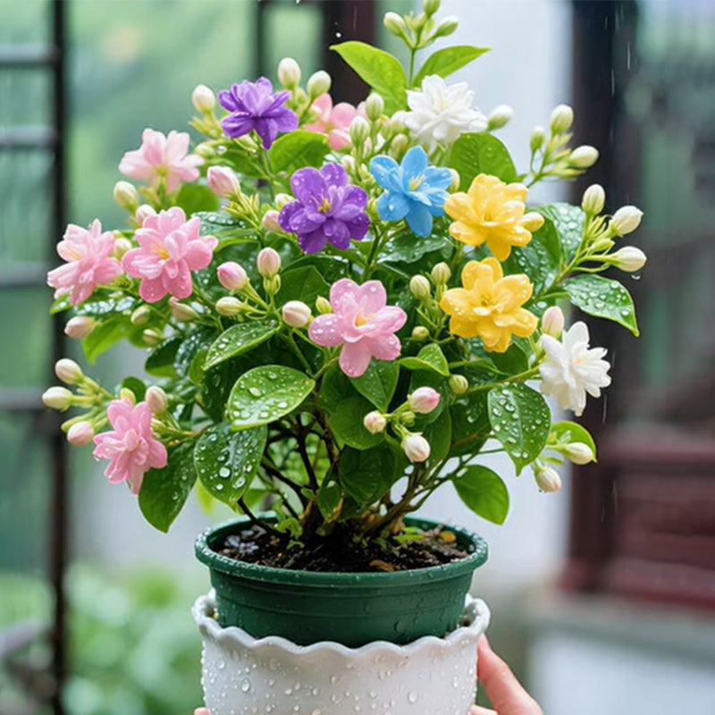 🎐 Proměňte stinná místa s plnými fuchsiovými rostlinami, které se vyznačují sytou barvou a vzdušnými, elegantními květy🪄