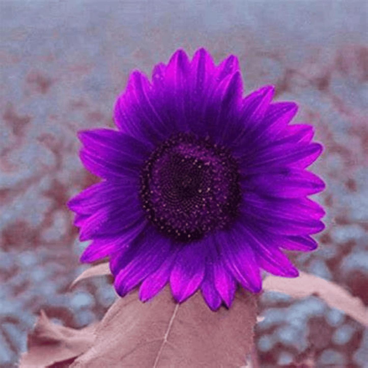 Posledních 8 000 semínek💜 Obří slunečnicová semínka Midnight Sun 🌻 Vzácná odrůda, která dorůstá do výšky 2,4 m a více.