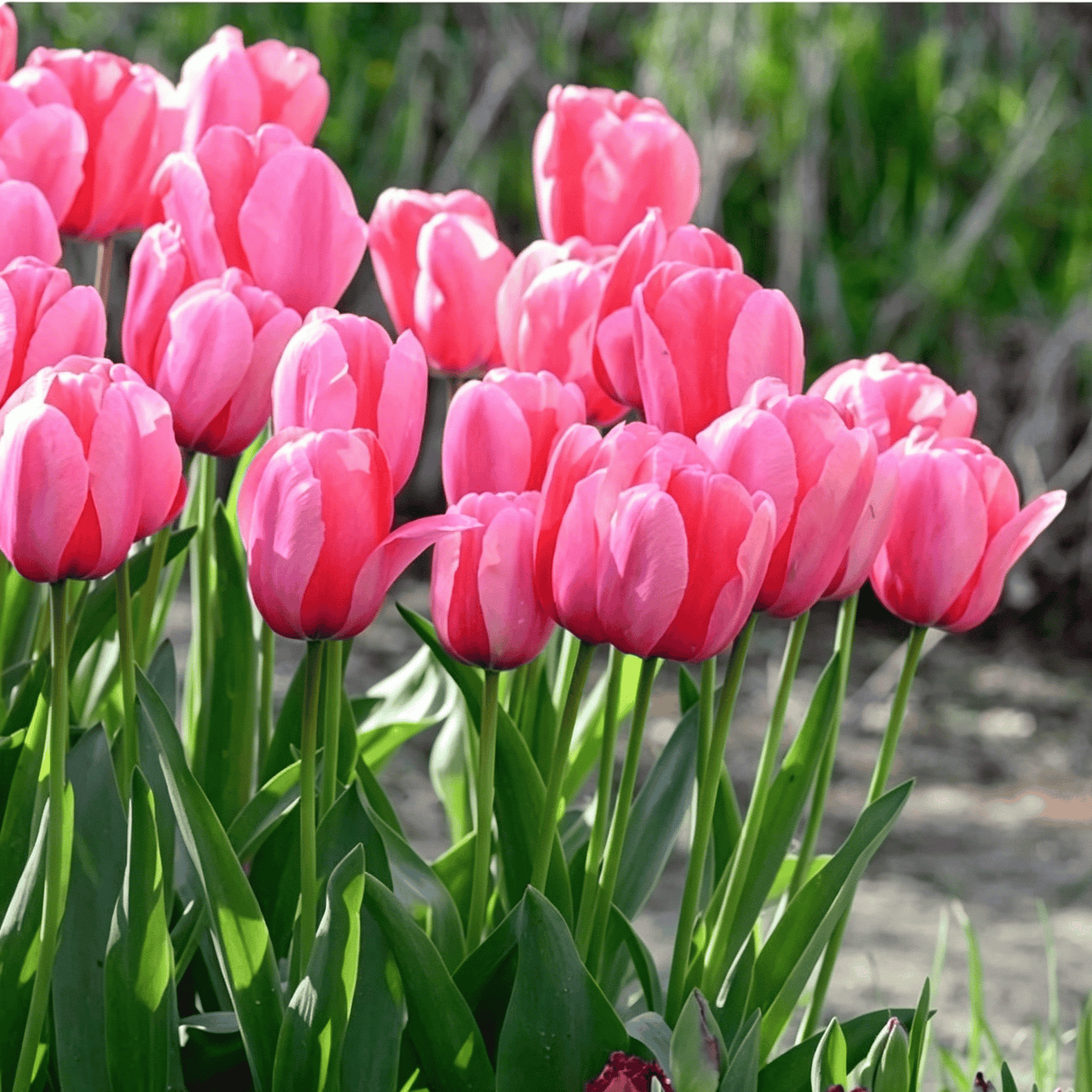 🌷Vzácná semínka tulipánů – Barevné jarní květy do květináčů, záhonů a zahrad
