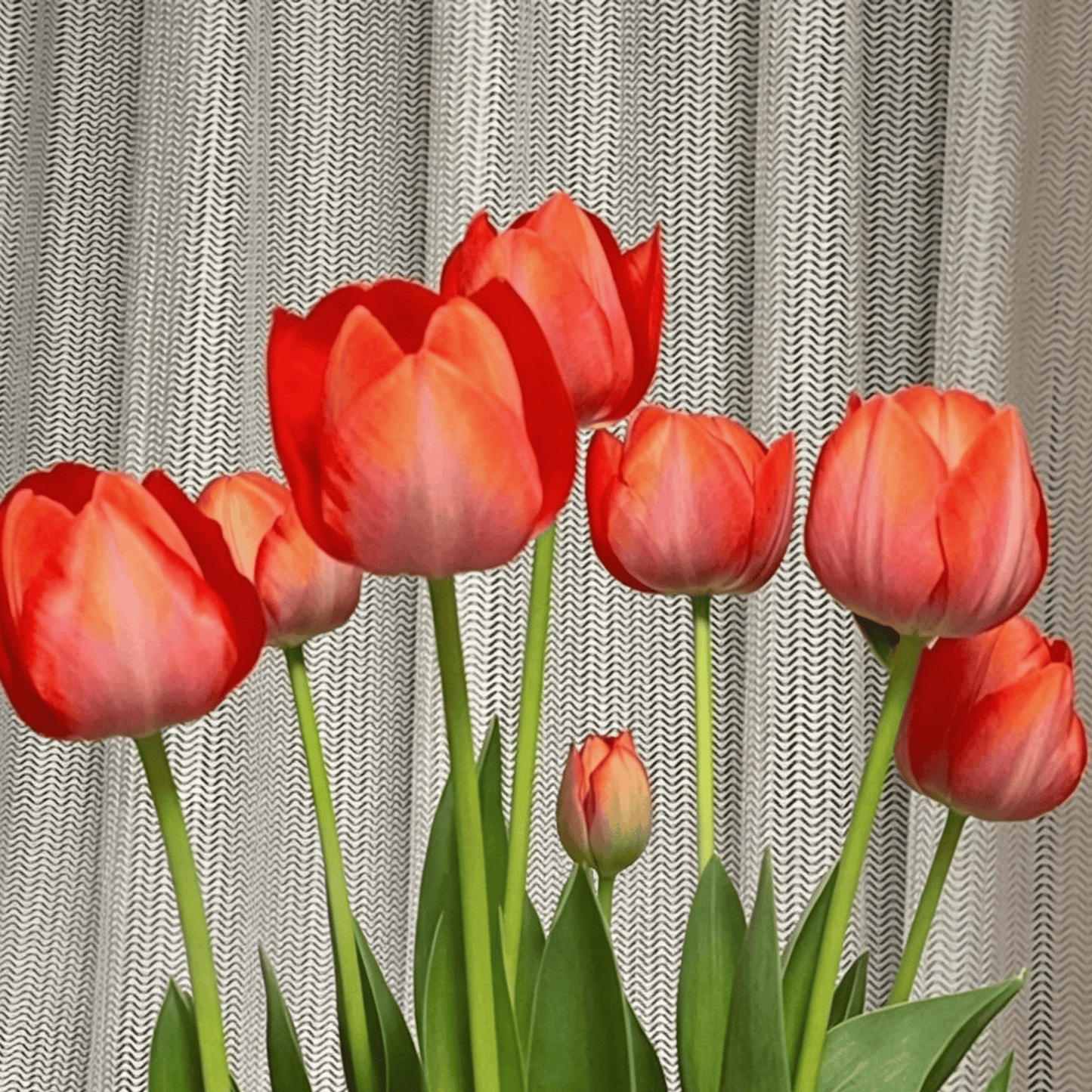 🌷Vzácná semínka tulipánů – Barevné jarní květy do květináčů, záhonů a zahrad