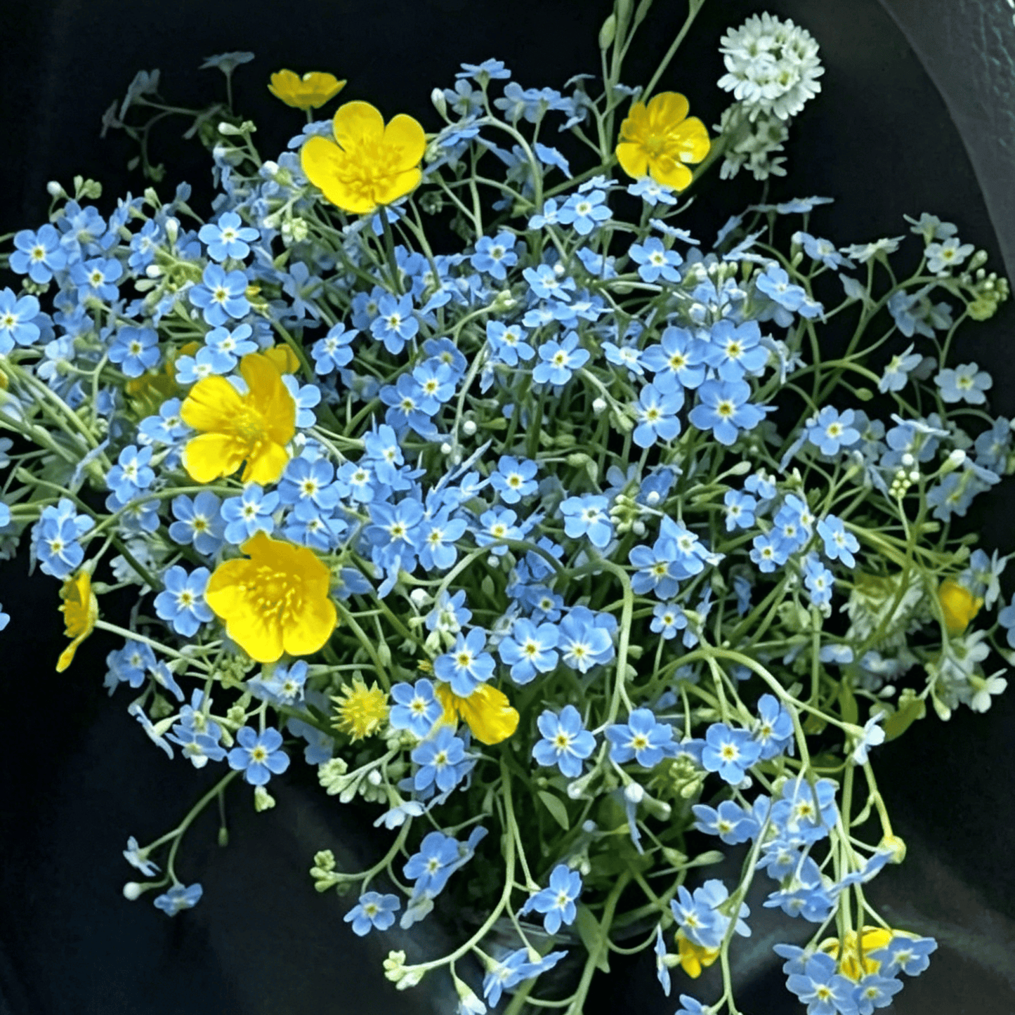 Semínka pomněnek Blue Memory – Kvalitní a testované květy do venkovské zahrady 🌿💙