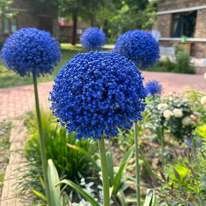 okrasný cibulový květ Allium Giganteum