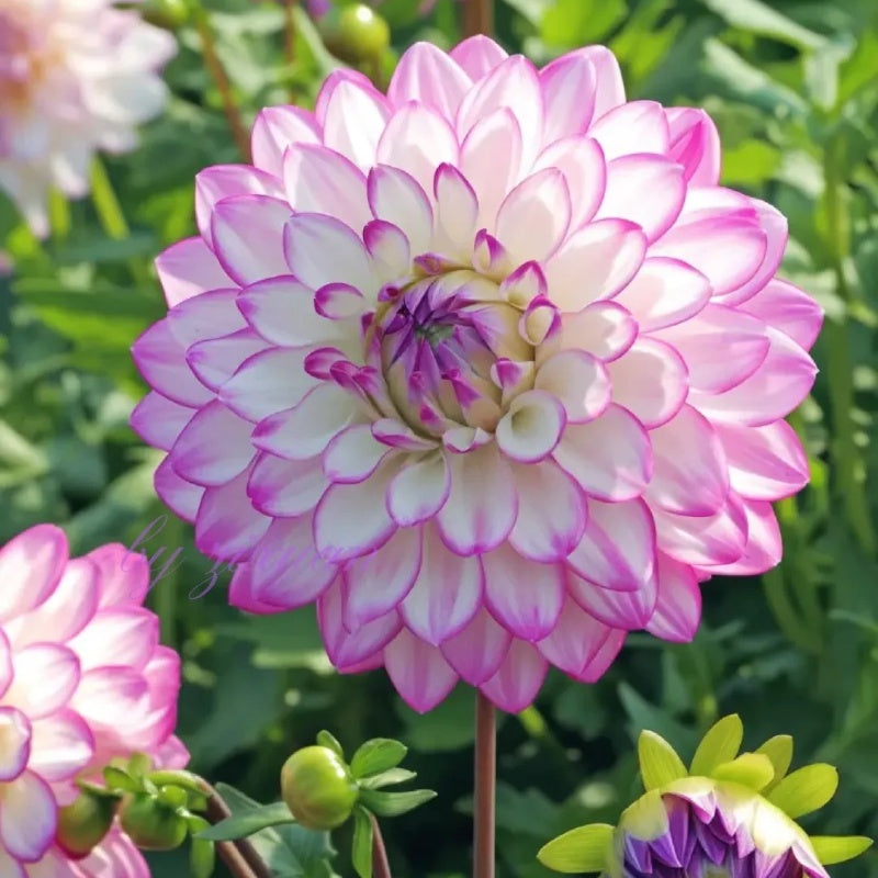 🌸Vzácné dvojité jiřiny – výrazné květy, které běžné zahrady nikdy nemají