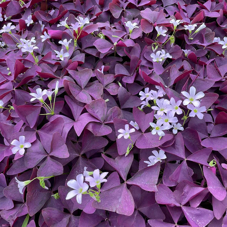 💜Cibulky šťovíku Purple Luck