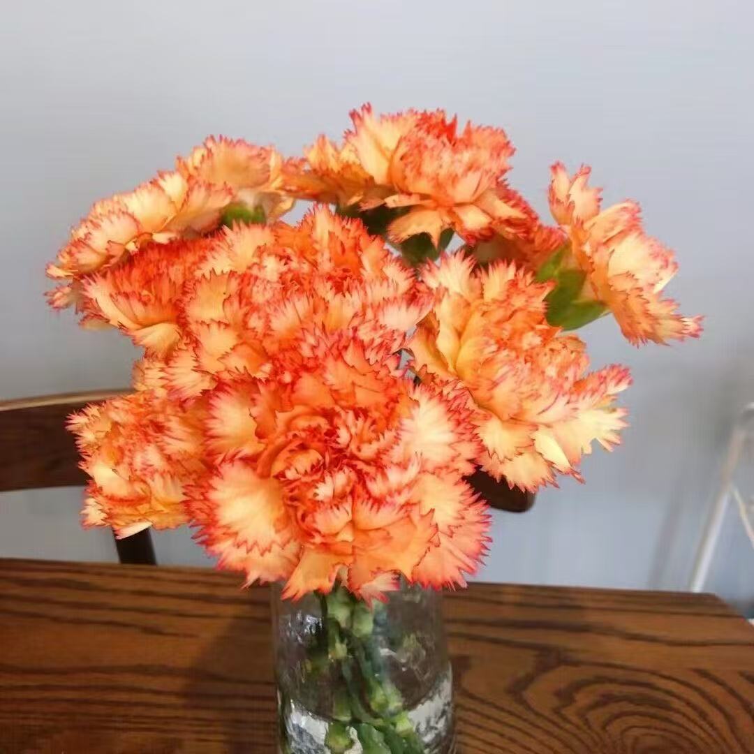 Voňavé zahradní kouzlo – Pěstujte klasické karafiáty, které ohromí každou sezónu🌺