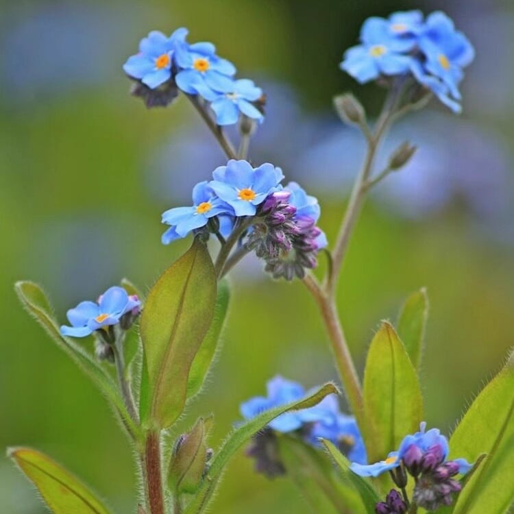Semínka pomněnek Blue Memory – Kvalitní a testované květy do venkovské zahrady 🌿💙