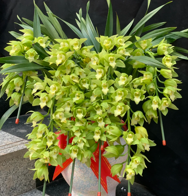 👑 Královna orchidejí – cibulky cymbidia s dlouhou životností