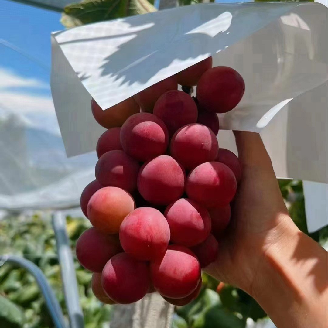 Limitovaná nová odrůda – hroznová semínka Queen Nina pro sladké a šťavnaté zahradní sklizně 🍇
