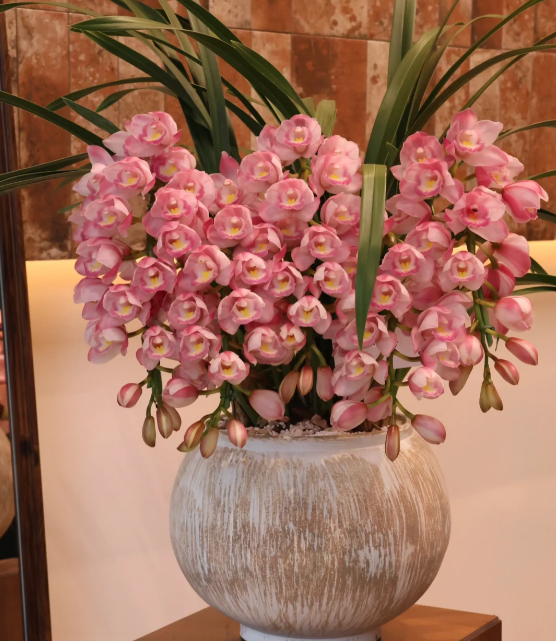 👑 Královna orchidejí – cibulky cymbidia s dlouhou životností