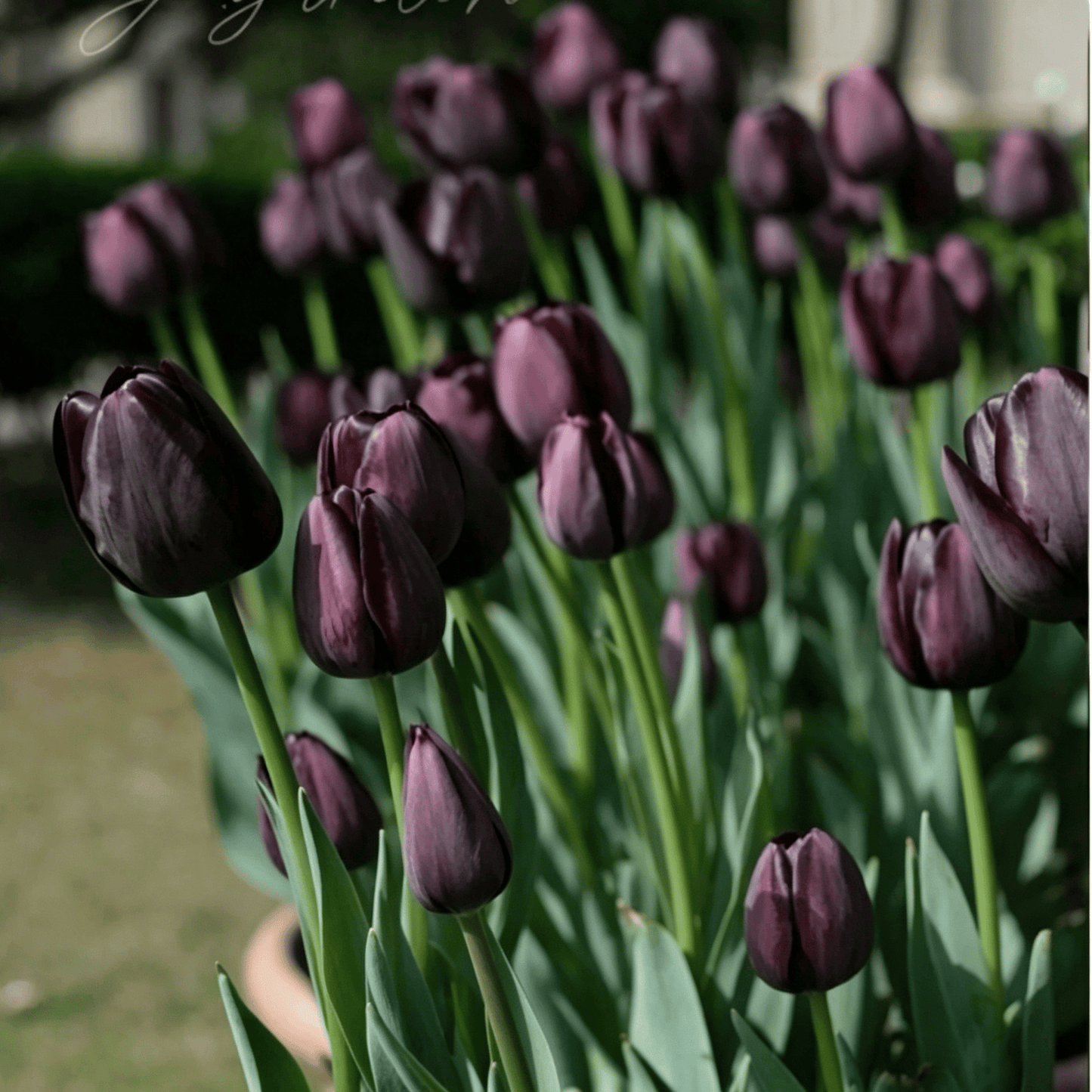 🌷Vzácná semínka tulipánů – Barevné jarní květy do květináčů, záhonů a zahrad