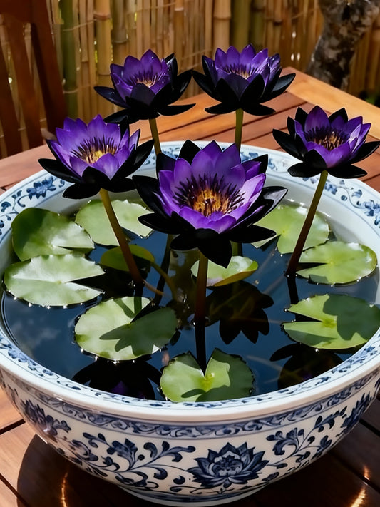 🌌💜 Lotosový stín – vzácná kráska ve vaší zahradě🌸