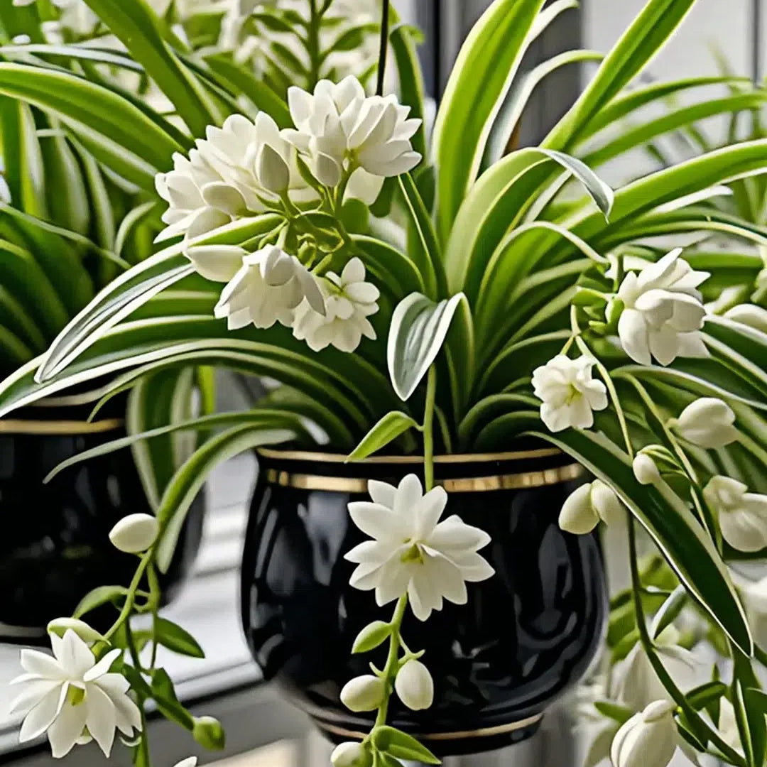 Semena/cibule rostliny pavoučí květiny Grand Bloom 💐 Mistrovské dílo barev a půvabu přírody