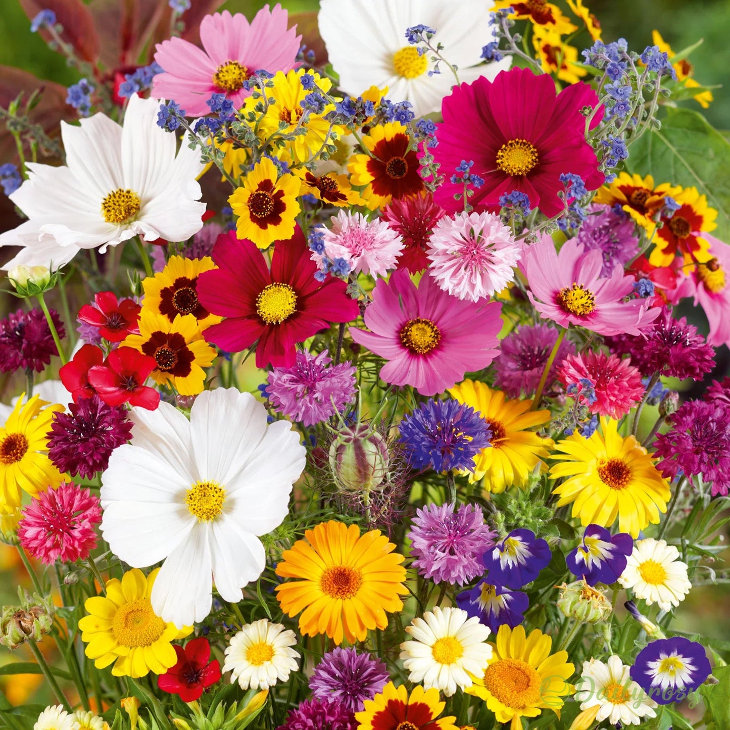 🔥Poslední den prodeje💐Smíšená semena trvalek - přes 60 různých odrůd