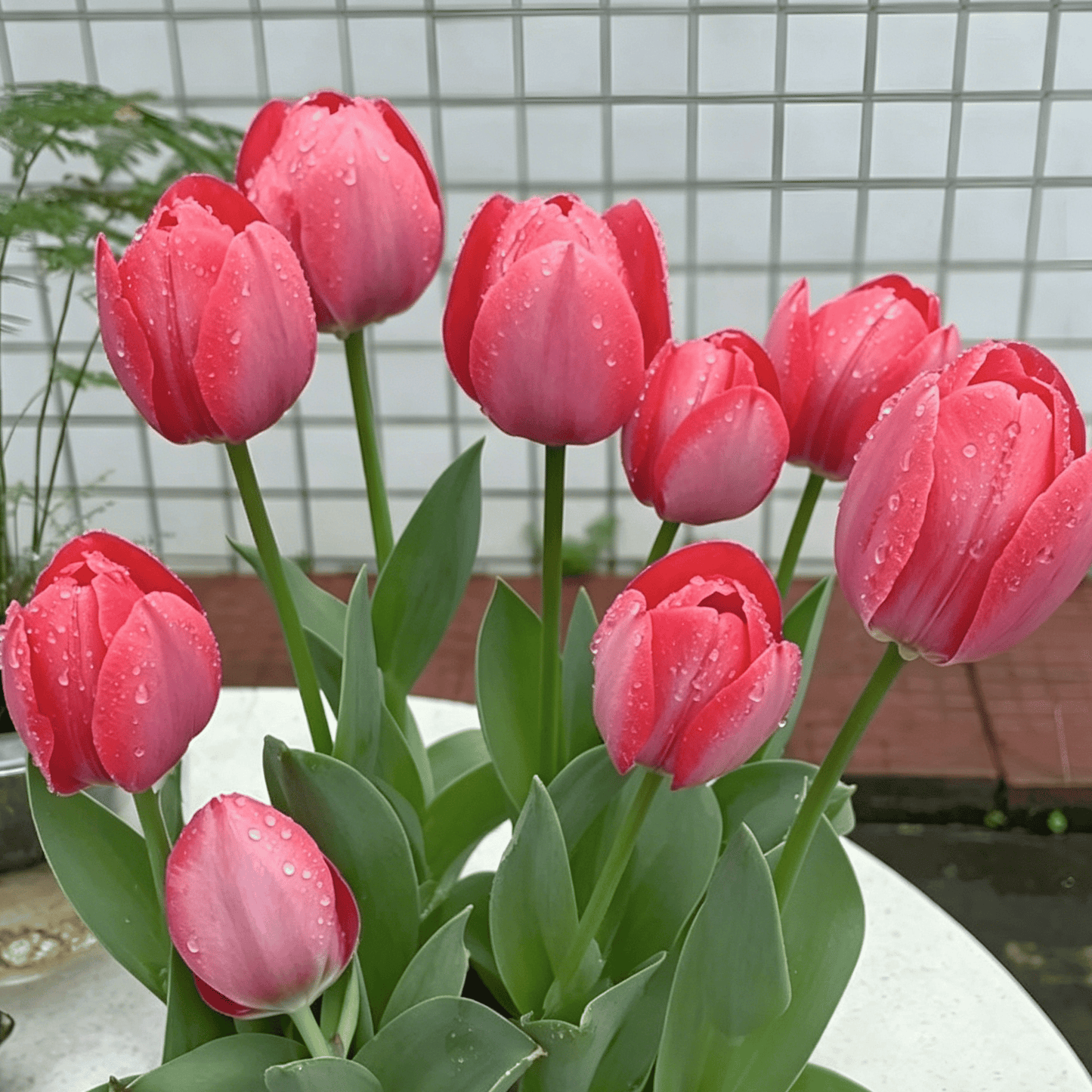 🌷Vzácná semínka tulipánů – Barevné jarní květy do květináčů, záhonů a zahrad