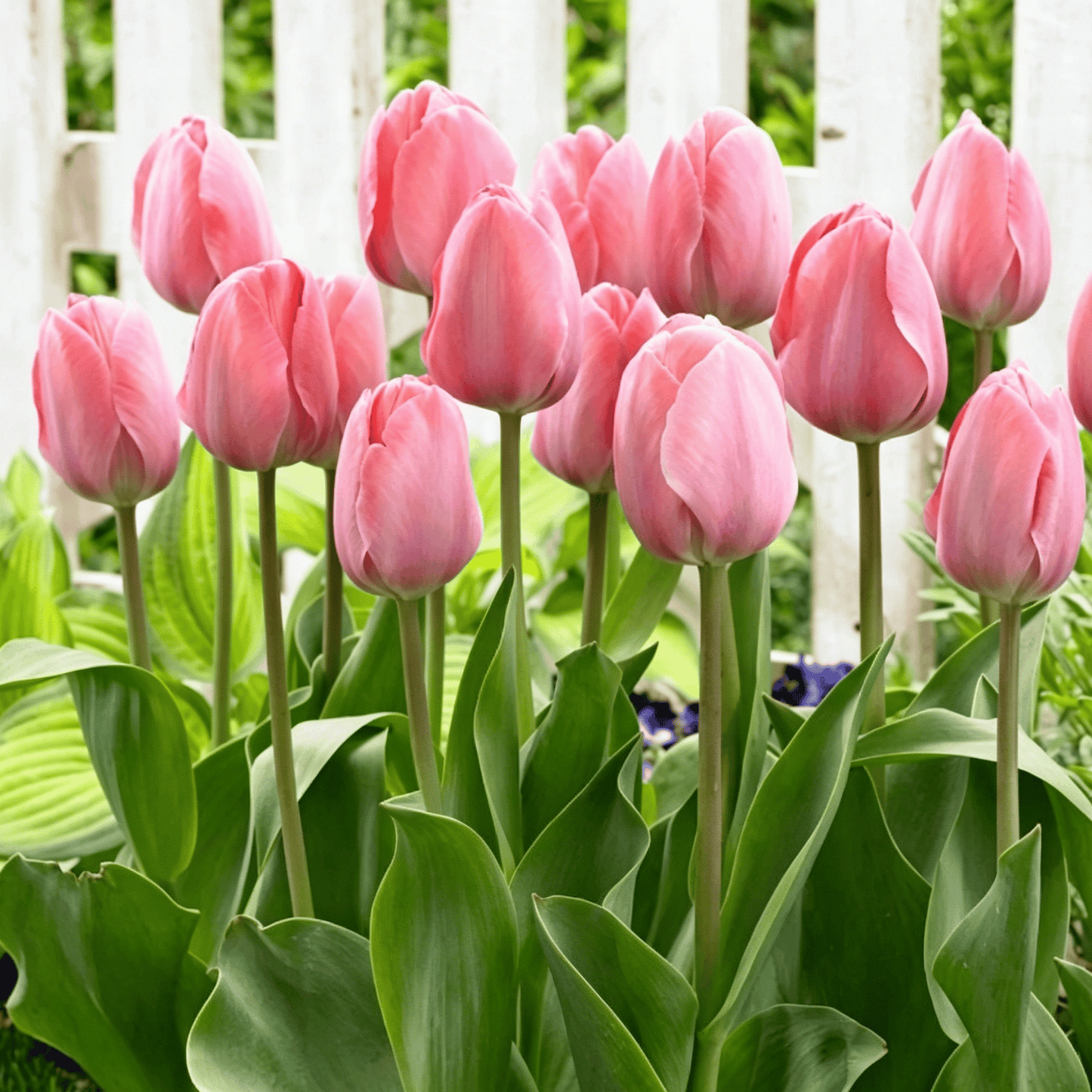 🌷Vzácná semínka tulipánů – Barevné jarní květy do květináčů, záhonů a zahrad