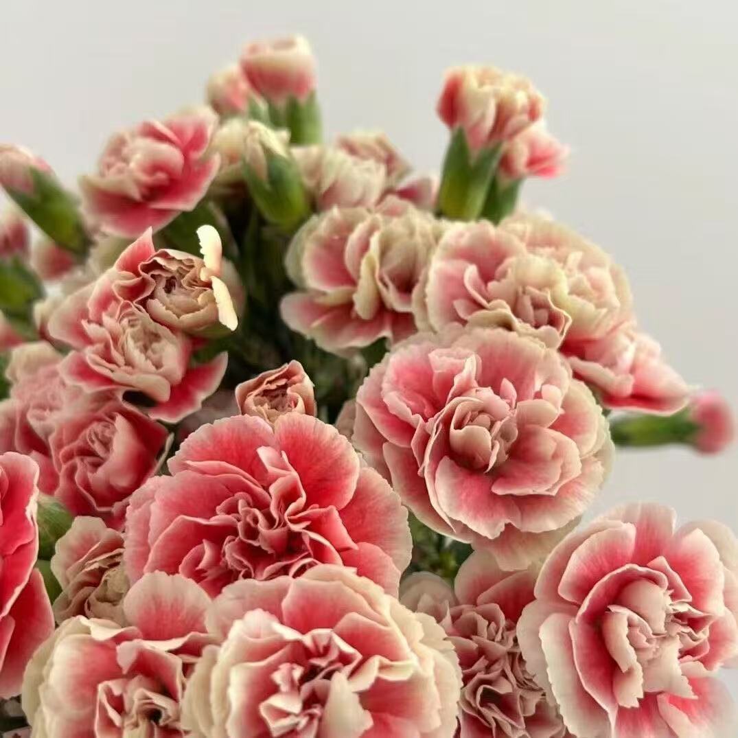 Voňavé zahradní kouzlo – Pěstujte klasické karafiáty, které ohromí každou sezónu🌺