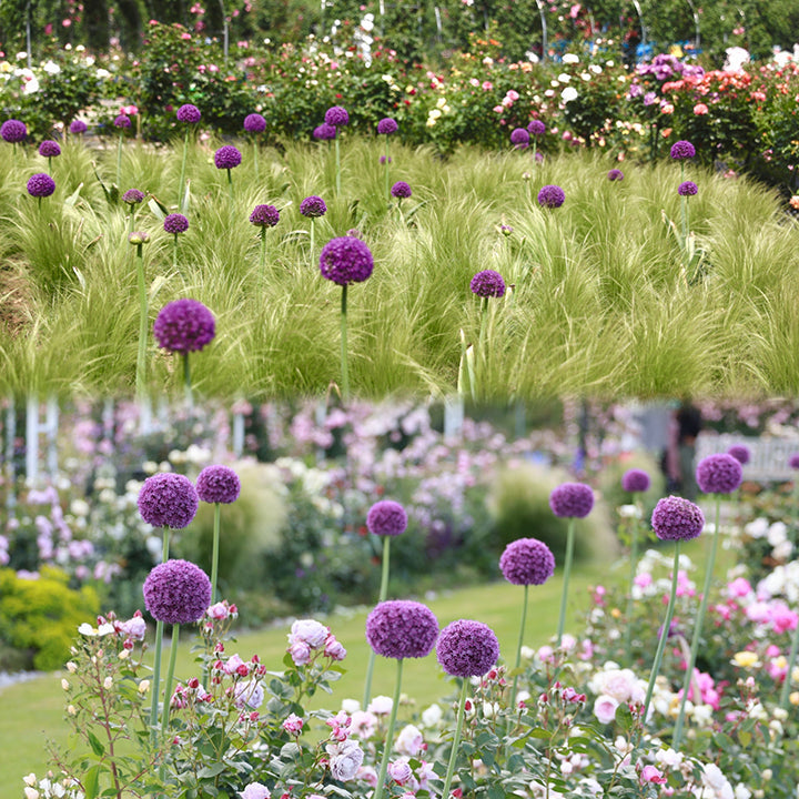okrasný cibulový květ Allium Giganteum
