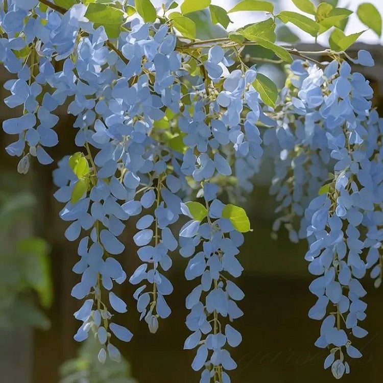 🌸Semínka vistárie – Kaskádovitá krása zahrady po celý rok💗