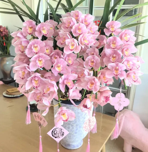 👑 Královna orchidejí – cibulky cymbidia s dlouhou životností